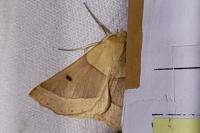 Crocallis elinguaria