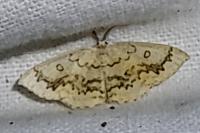 Cyclophora annularia
