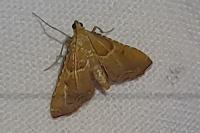 Endotricha flammealis