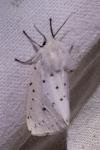 Spilosoma lubricipeda