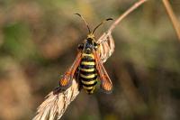 Bembecia ichneumoniformis