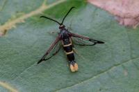 Synanthedon cephiformis