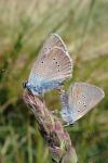 Cyaniris semiargus
