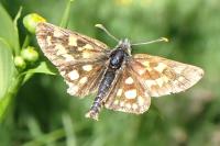 Carterocephalus palaemon