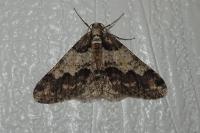 Agriopis leucophaearia