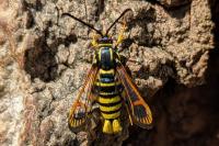 Synanthedon vespiformis