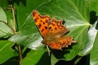 Polygonia c-album