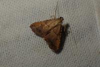 Endotricha flammealis