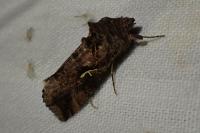Autographa gamma