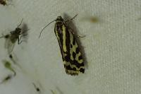 Emmelia trabealis