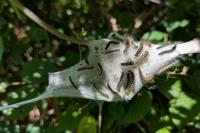 Eriogaster lanestris