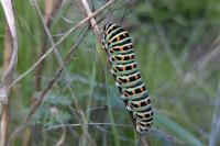 Papilio machaon