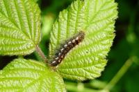 Euproctis chrysorrhoea