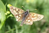 Carterocephalus palaemon