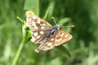 Carterocephalus palaemon