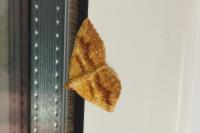 Camptogramma bilineata