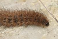 Phragmatobia fuliginosa