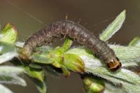 Agonopterix assimilella