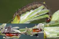 Agonopterix assimilella
