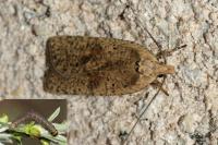 Agonopterix assimilella
