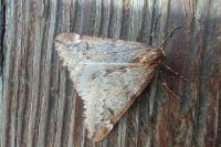 Alsophila aescularia