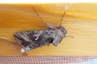 Autographa gamma