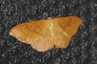 Idaea emarginata