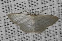 Idaea subsericeata