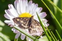 Pyrausta purpuralis