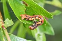 Erannis defoliaria