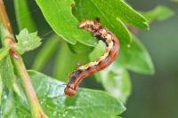 Erannis defoliaria