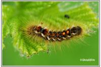 Euproctis chrysorrhoea