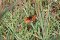 Melitaea parthenoides