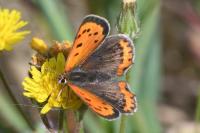 Lycaena phlaeas