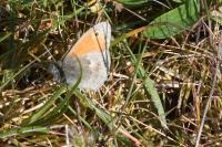 Coenonympha pamphilus