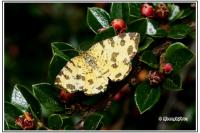 Pseudopanthera macularia