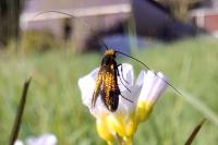 Cauchas rufimitrella