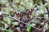 Araschnia levana