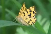 Pseudopanthera macularia