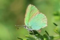Callophrys rubi