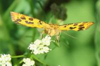 Pseudopanthera macularia