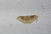 Idaea degeneraria