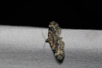 Eupithecia linariata