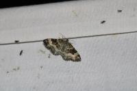 Epirrhoe alternata