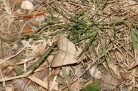 Charanyca trigrammica