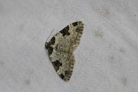 Xanthorhoe fluctuata