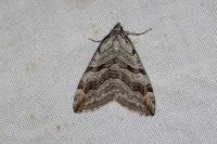 Aplocera plagiata