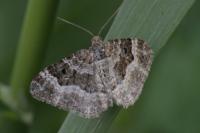 Epirrhoe alternata