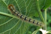 Lasiocampa quercus