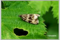Celypha cespitana